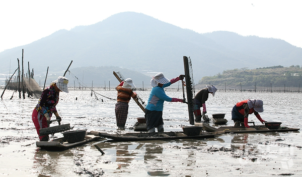 뻘배 꼬막채취.