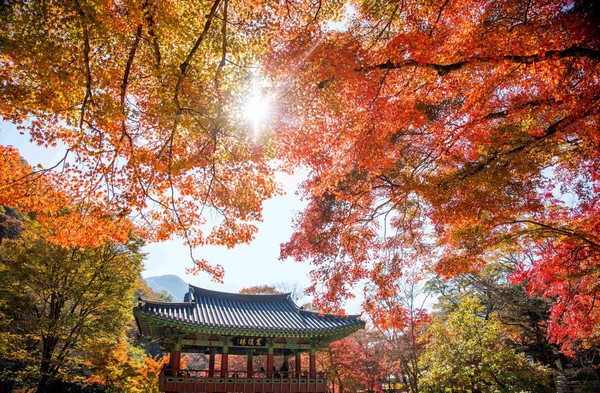 장성군 4일 백양사 산사 음악회 … 신형원, 양수경 등 출연