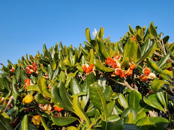 노란 열매는 붉은 점액이 나오는데 이는 곤충들에게 좋은 먹거리이다. 