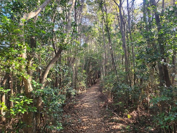붉가시나무 숲길.