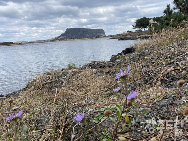 해국과 일출봉.