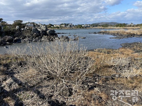 황근나무 밀식지.