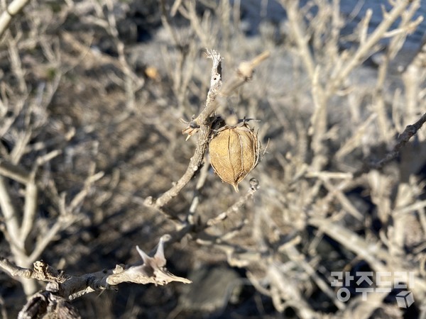 황근나무가 달고 있는 씨앗주머니.