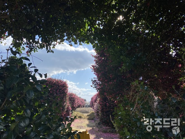 별유천지 같은 동백숲.