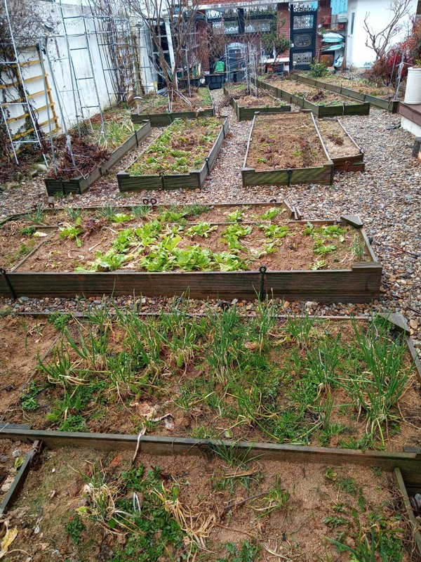 1월 내내 냉이, 겨울무, 쌈채소 등을 캐고 뜯어 먹었더니 듬성듬성한 밭이 되었다. 마늘과 유채를 심었던 곳들은 거의 비어 있다.