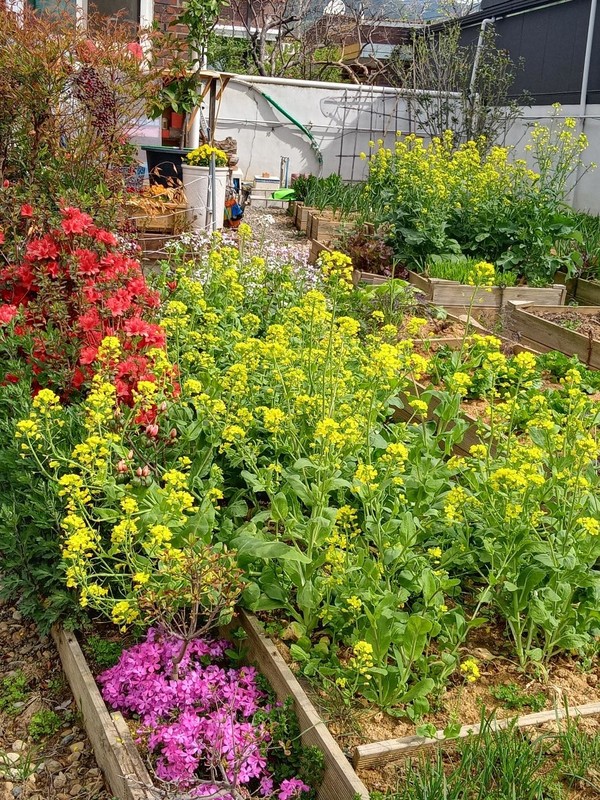 2023년 4월 텃밭의 유채꽃