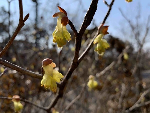 지리산의 봄 소식 히어리.  국립공원공단 지리산국립공원사무소 제공