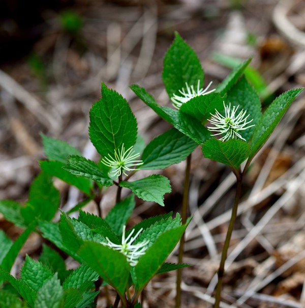 청산도 범바위일원에서의 옥녀꽃대.