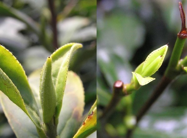 2011년 3월 25일과 26일 양일간에 걸쳐 촬영한 벽라춘과 서호용정의 새싹 사진 비교. 크기를 고려해서 보더라도 차 싹에 붙어있는 백호(白毫)의 많고 적음과 함께, 외형상으로도 큰 차이를 보인다.