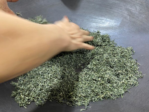 차단현호를 마치고 초건 단계의 벽라춘 제다. 미세한 온도의 변화를 감지하기 위해 장갑을 끼지 않은 맨손으로 하고 있다.