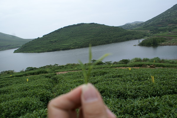 복건성 동북부에 있는 복정시 태로산(太姥山)의 백차 재배단지. 태로산은 명승지이자 지리적으로 바다와 인접해 해무가 자주 발생하는 환경은 차나무의 생장에 유리하다.