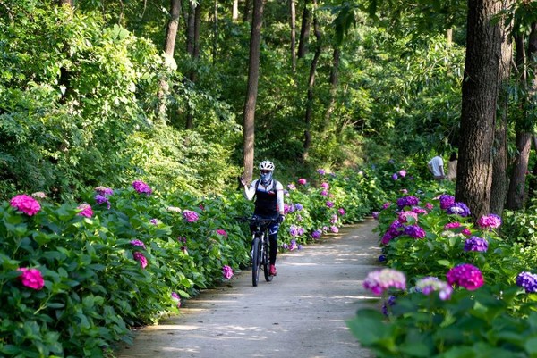 나주시 동강면 느러지전망대 일원에 만개한 수국. 나주시 제공