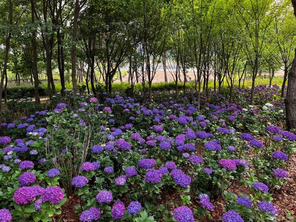 나주 빛가람호수공원에 핀 수국. 나주시 제공