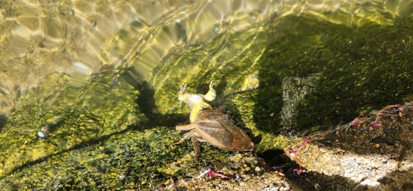 진도에서 발견된 물장군 성충. 국립호남권생물자원관 제공
