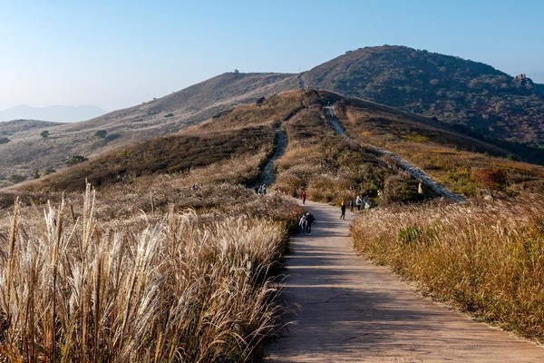 억새밭을 이룬 황매산. 합천군 제공.