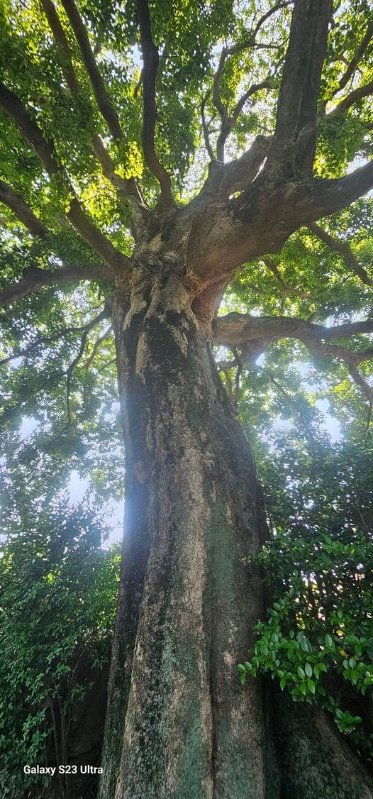 고목은 제 자리에서 걸으며 다양성을 받아들인다. 소리없이.