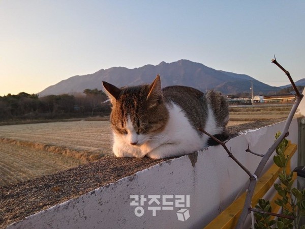어느 해 석양빛을 쬐며 쉬고 있던 둘째.