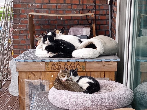 어느 눈 내리던 겨울 꼭 붙어 있던 냥이들.