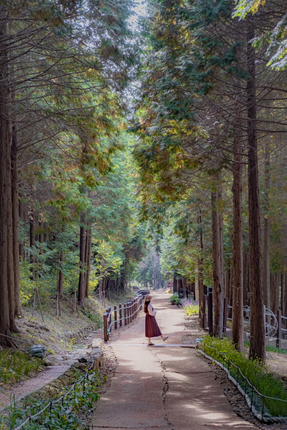 팔영산 편백 치유의 숲 