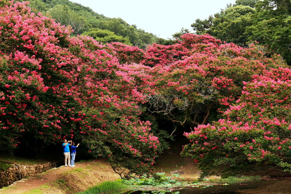 명옥헌원림 백일홍 절정.