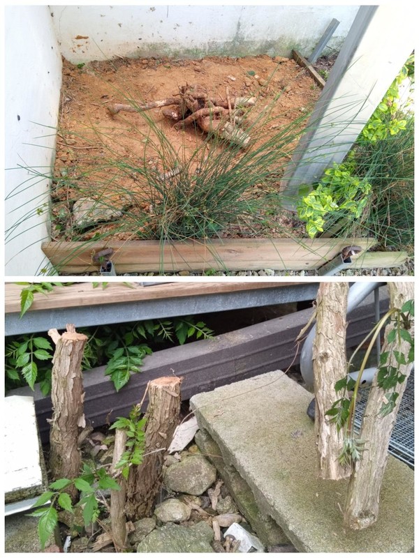 능소화는 대문 앞쪽과 창고 옆쪽에 있었는데, 2024년 4월에 모두 줄기를 잘랐다. 이후 6월에 창고 옆 능소화는 뿌리를 뽑은 후 복토작업을 했다(위).