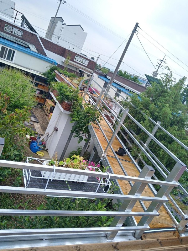 대문 옆 선반과 창고 옆 지붕 위로 능소화 가지들이 무성하게 자라고 있는 모습(2022.6.15).