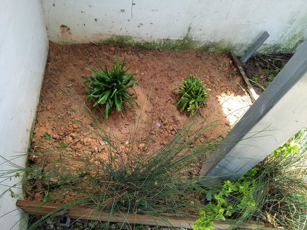 능소화가 있던 자리에 심은 맥문동.