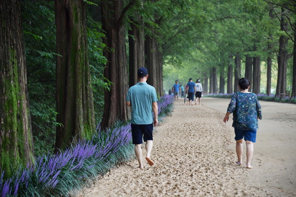 산림청이 주관하는  '아름다운 도시숲 50선'에 선정된 담양 메타세쿼이아 가로수길