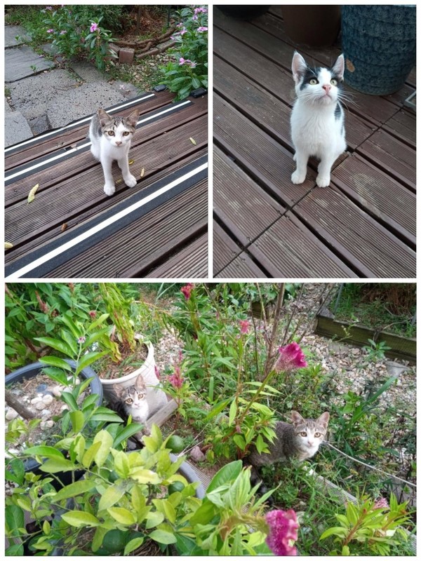 셋째 새끼들인 ‘강이’, ‘용이’, ‘쌍둥이’.