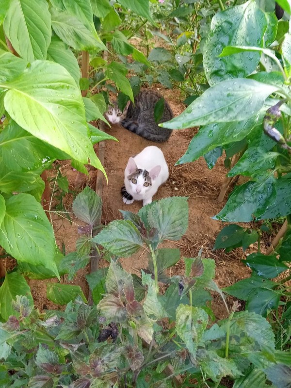 깻잎이 새끼들인 ‘꼬미’와 ‘깸둥이’