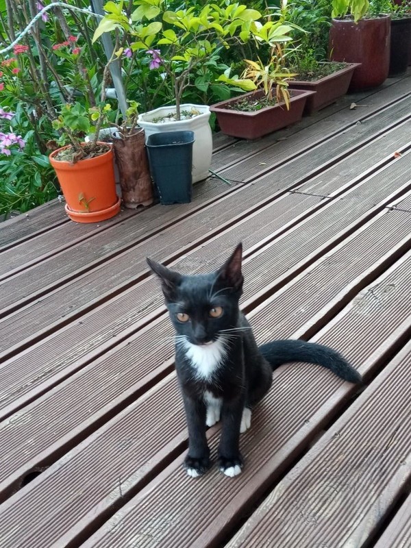 잘 크고 있는 ‘까망이’.