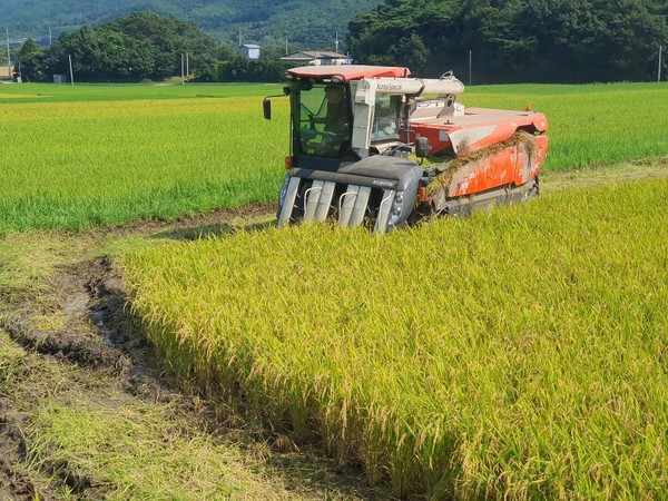 19일 보성군에서 올해 첫 ‘웅치 올벼쌀’ 수확이 이뤄졌다. 보성군 제공