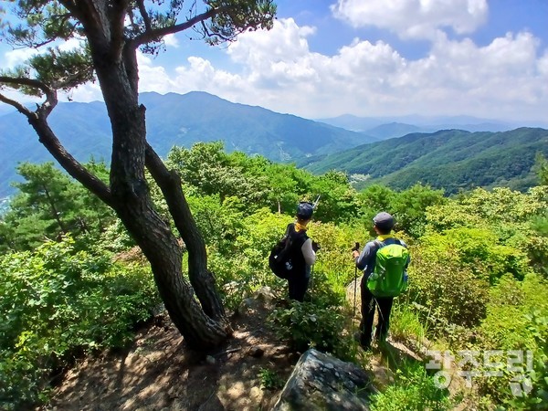 소나무 전망대.