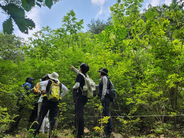 우거진 복원숲.