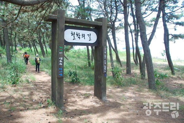 ‘천년의 숲길’ 솔밭.