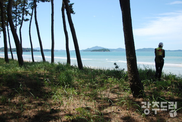 우전해수욕장 해송.