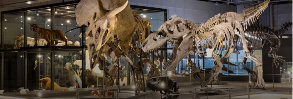 국립중앙과학관 자연사관. 출처는 국립중앙과학관 통합예약 누리집.