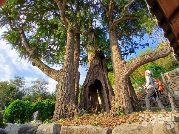 천년 은행나무.