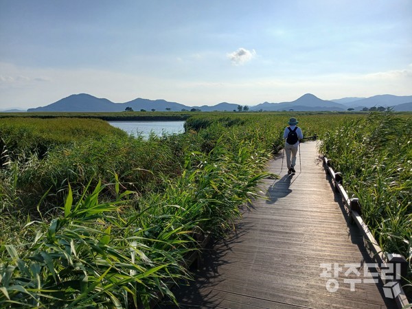 순천만갈대군락지.