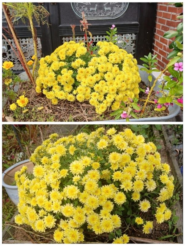 대문 앞과 마당 화단의 국화