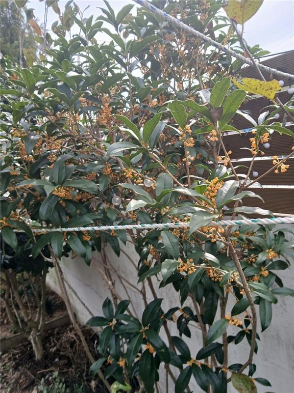 정자 뒤쪽 담 옆 금목서