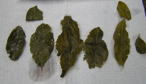 필자가 중국에서 공부하던 2010년에 촬영해 놓은 사진. 좌로부터 특급 철관음, 2급 철관음, 특급 황금계의 엽저.