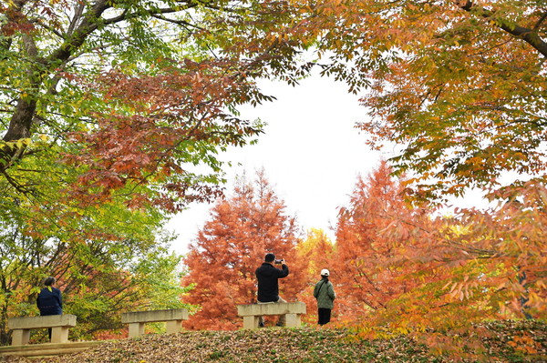 담양군 관방제림 