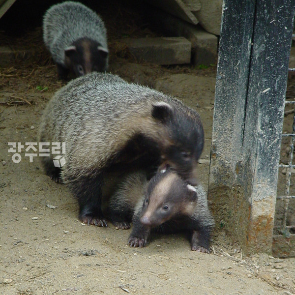 오솔길은 오소리가 만든 길