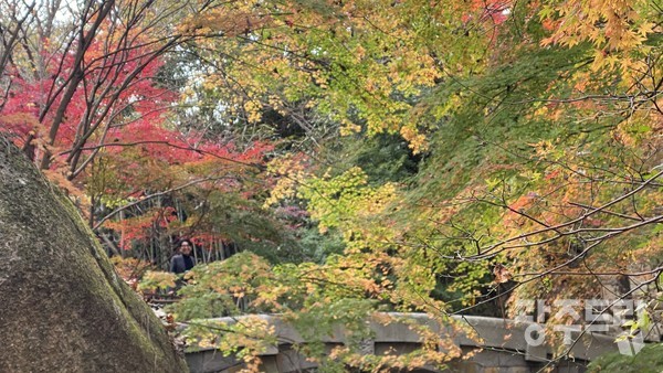 단풍으로 휩쌓인 도갑사계곡.