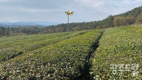 영암 덕진다원의 풍경.