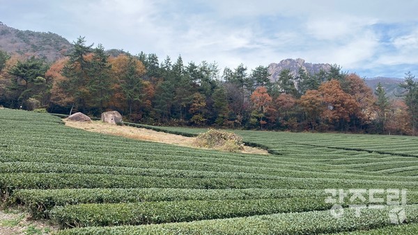 월출산과 조화로운 차밭과 두 바위.