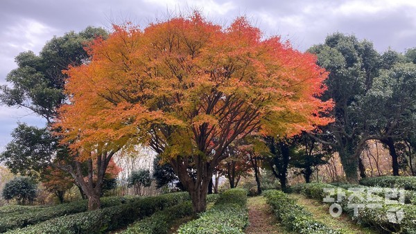 곱게 물든 단풍나무.