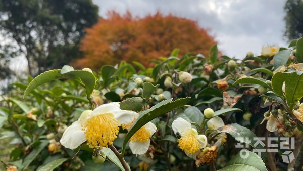 수수한 차꽃의 향연.