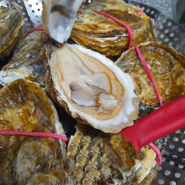 고흥군이 친환경 개체굴 공동생산시설이 해수부 공모사업에 선정됐다.